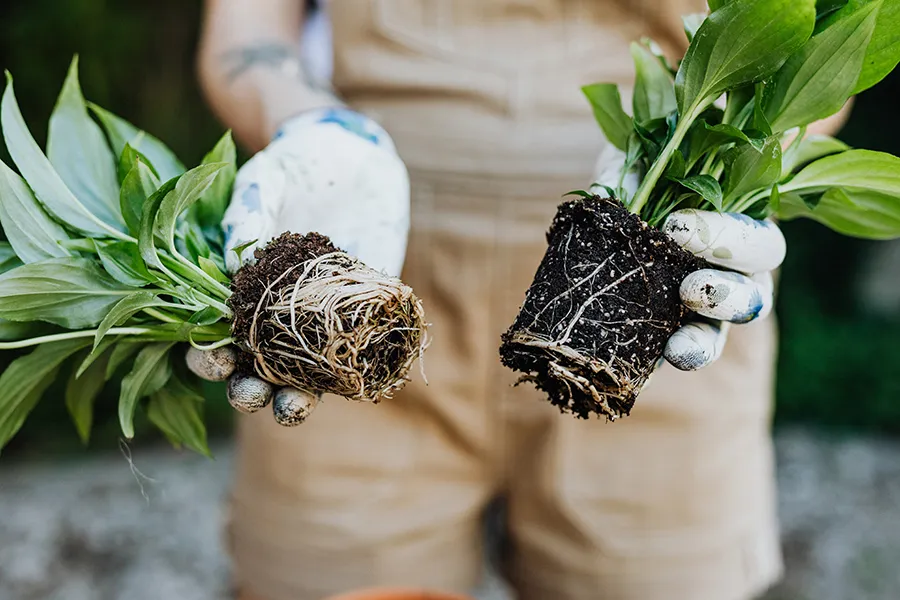 Tips for taking care of the garden for beginners